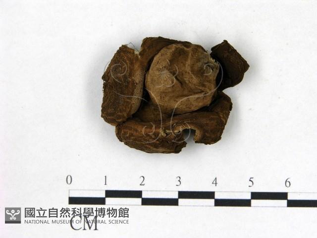 登錄號:F0020239藏品圖，第1張