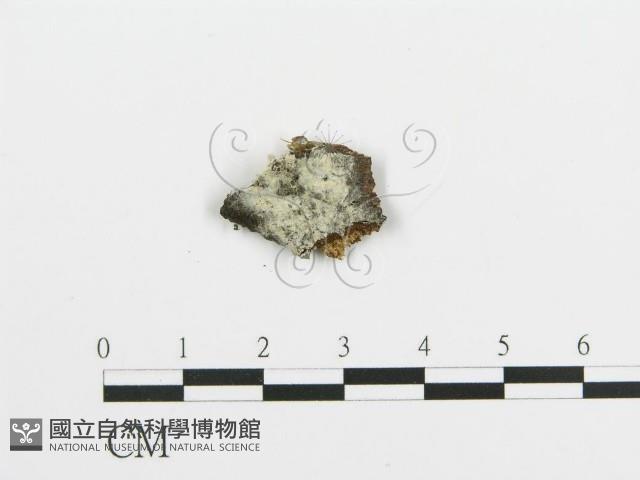 阿太菌屬藏品圖，第1張
