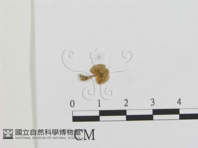 登錄號:F0016239藏品圖，第1張
