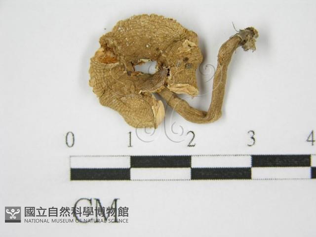 登錄號:F0011239藏品圖，第1張