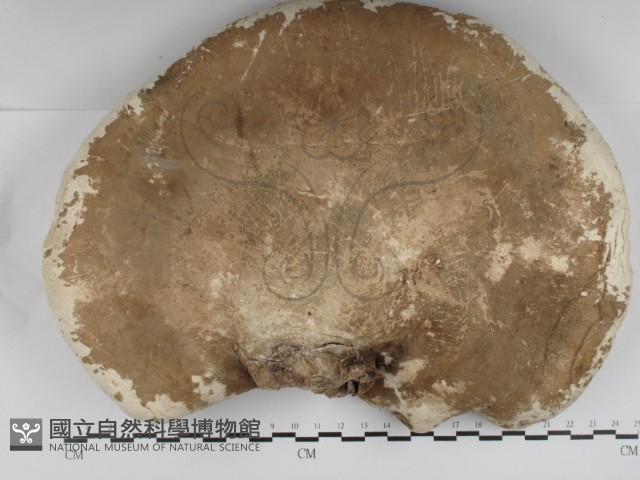 登錄號:F0031239藏品圖，第1張