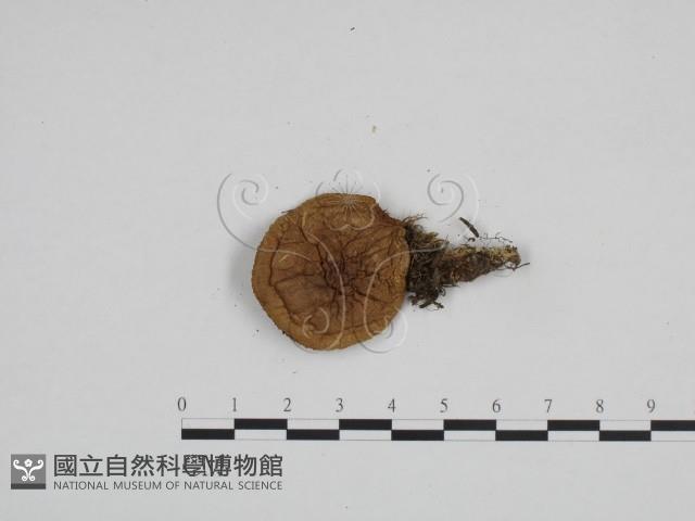 登錄號:F0024239藏品圖，第1張
