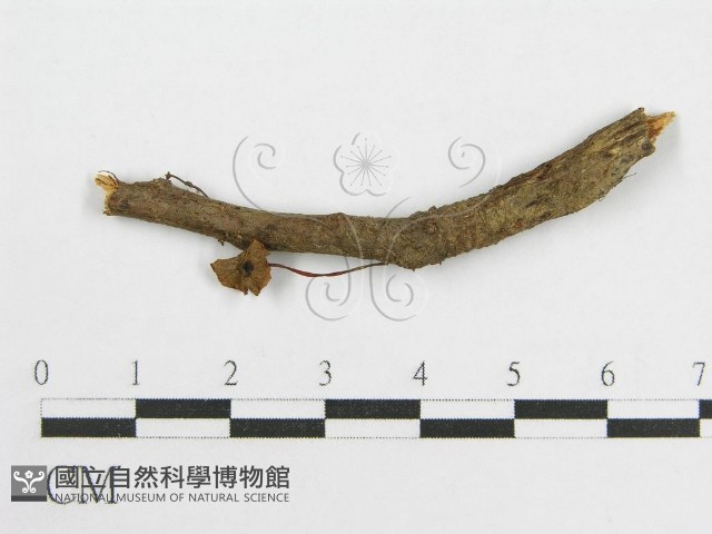 微皮傘屬藏品圖，第1張