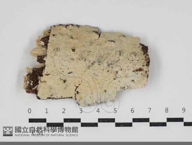 登錄號:F0034239藏品圖，第1張