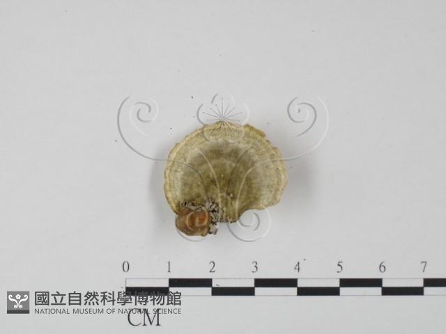 登錄號:F0022239藏品圖，第1張
