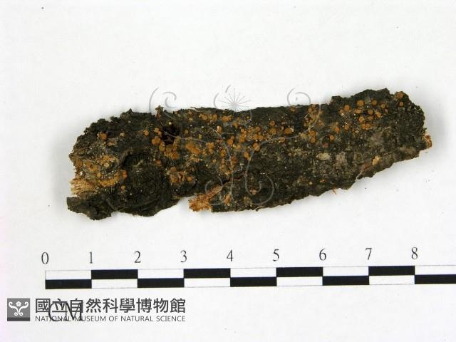 登錄號:F0012239藏品圖，第1張