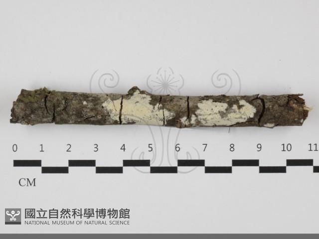 登錄號:F0032239藏品圖，第1張