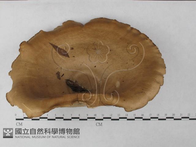 登錄號:F0027239藏品圖，第1張