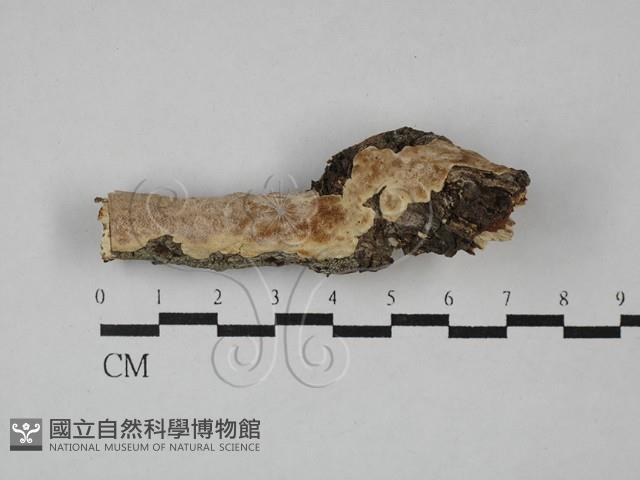 登錄號:F0029239藏品圖，第1張