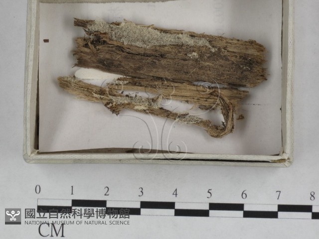 登錄號:F0023239藏品圖，第1張