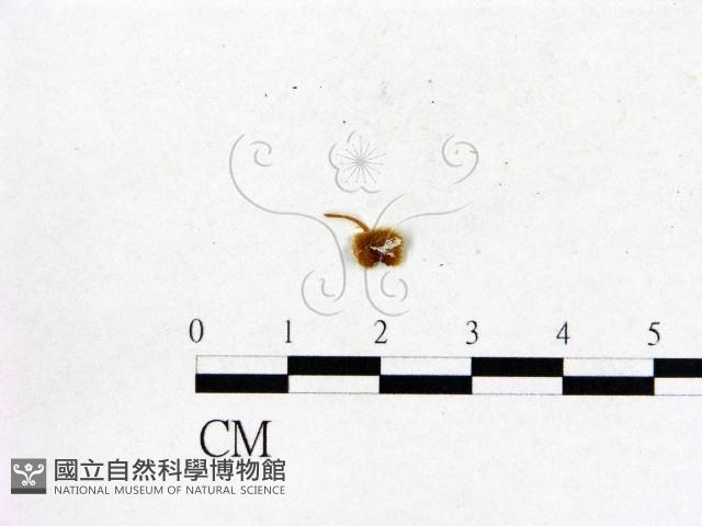 登錄號:F0003239藏品圖，第1張
