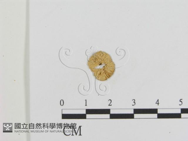 登錄號:F0013239藏品圖，第1張