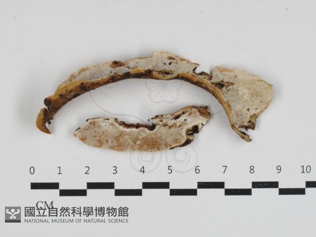 登錄號:F0033239藏品圖，第1張