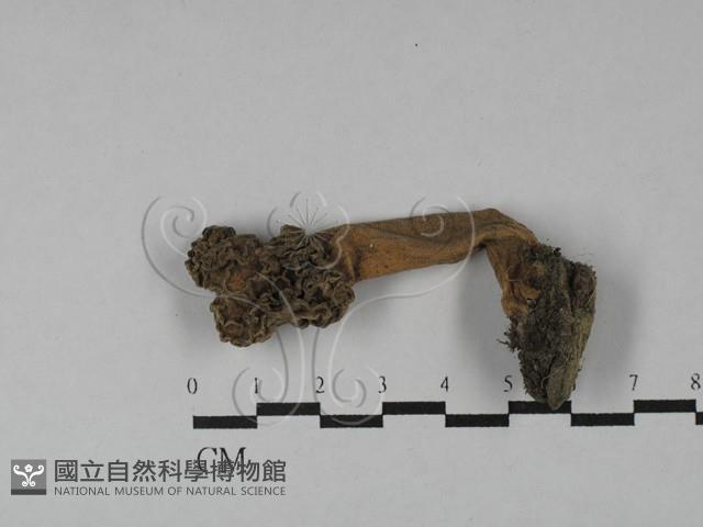 登錄號:F0028839藏品圖，第1張