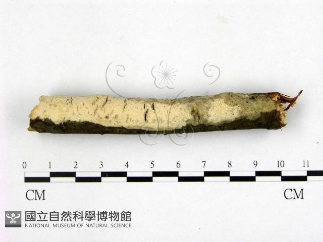 登錄號:F0020839藏品圖，第1張