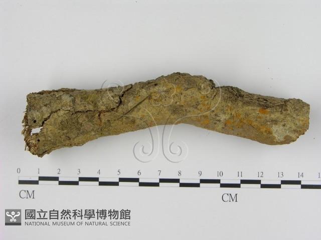 刺革菌屬藏品圖，第1張