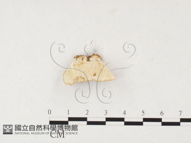 雲芝藏品圖，第1張