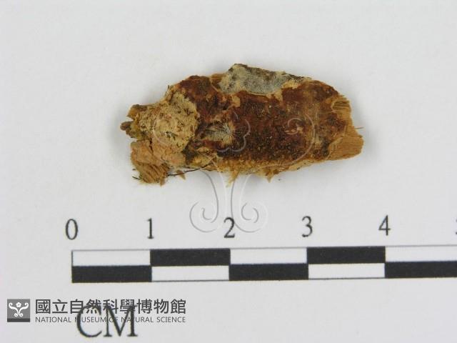 登錄號:F0016839藏品圖，第1張