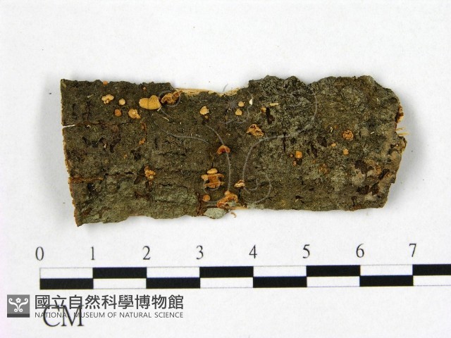 登錄號:F0001839藏品圖，第1張