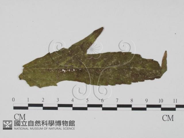 登錄號:F0011839藏品圖，第1張
