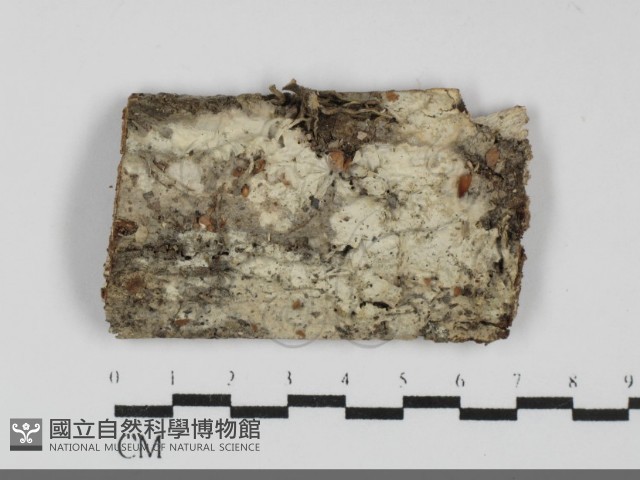 登錄號:F0031839藏品圖，第1張