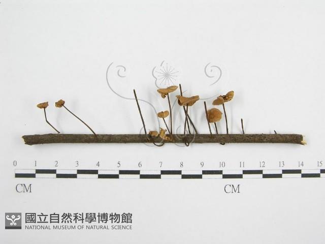 登錄號:F0004839藏品圖，第1張