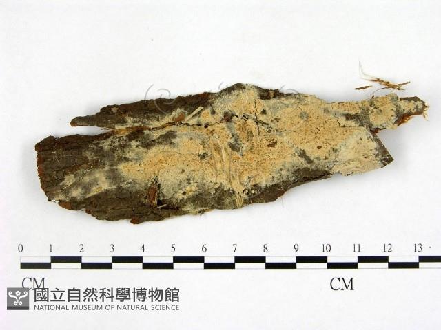 顯絲菌屬藏品圖，第1張