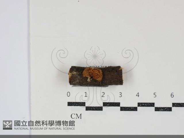 登錄號:F0034839藏品圖，第1張