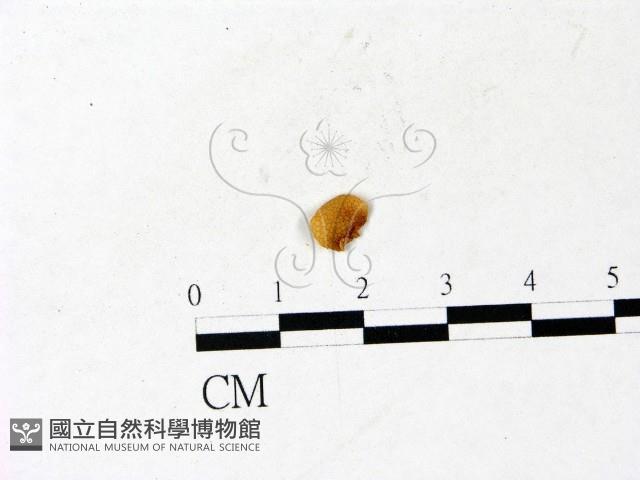 登錄號:F0022839藏品圖，第1張