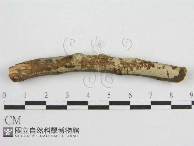登錄號:F0012839藏品圖，第1張