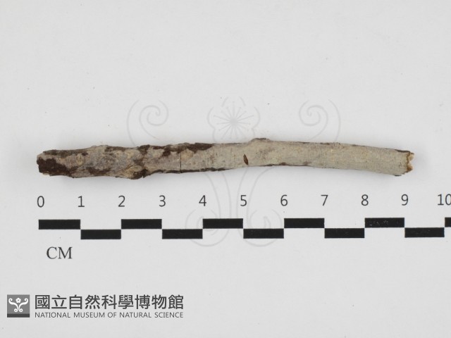 登錄號:F0032839藏品圖，第1張