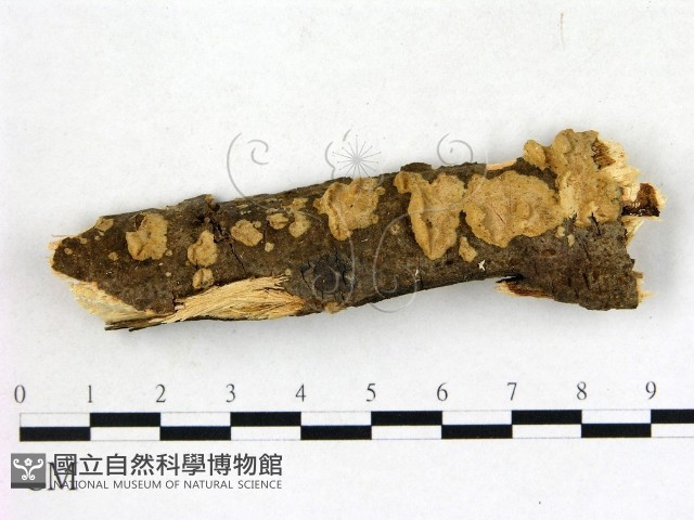 膠孔菌屬藏品圖，第1張