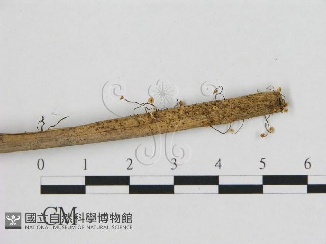 登錄號:F0015839藏品圖，第1張