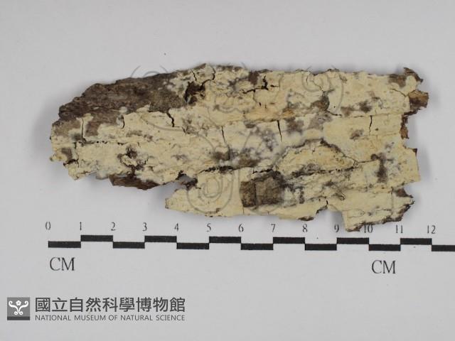 登錄號:F0029839藏品圖，第1張