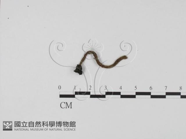 登錄號:F0009839藏品圖，第1張