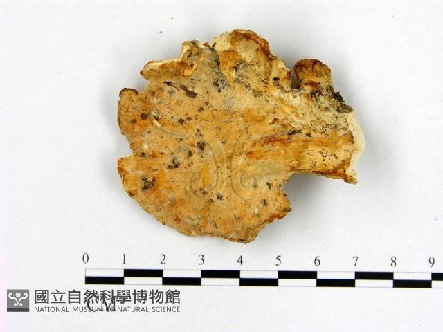 登錄號:F0019839藏品圖，第1張