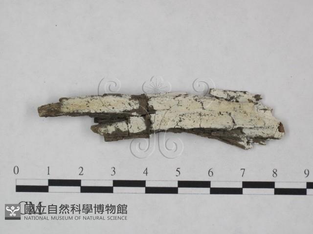 冇骨消絲齒菌藏品圖，第1張