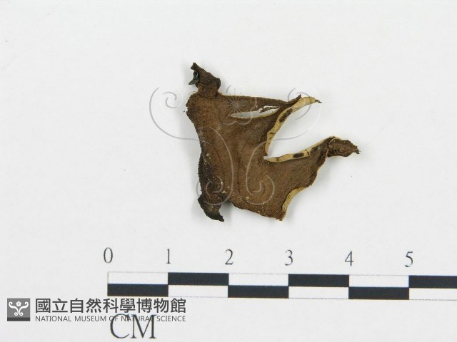 喇叭菌屬藏品圖，第1張