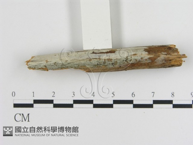傑克菌屬藏品圖，第1張