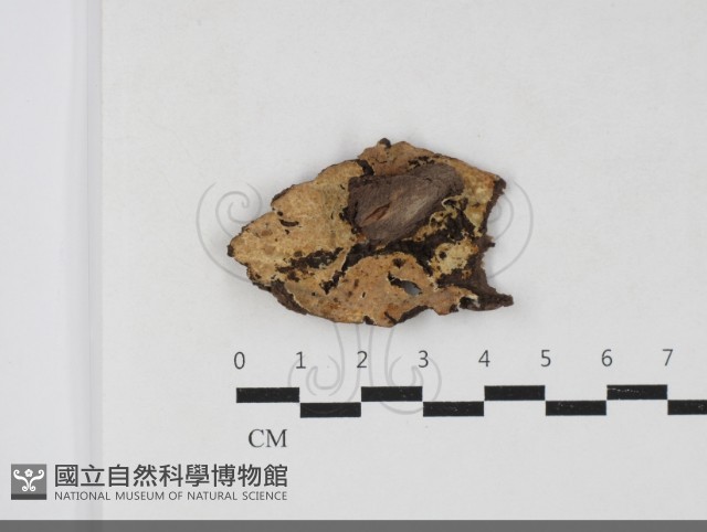 登錄號:F0033839藏品圖，第1張