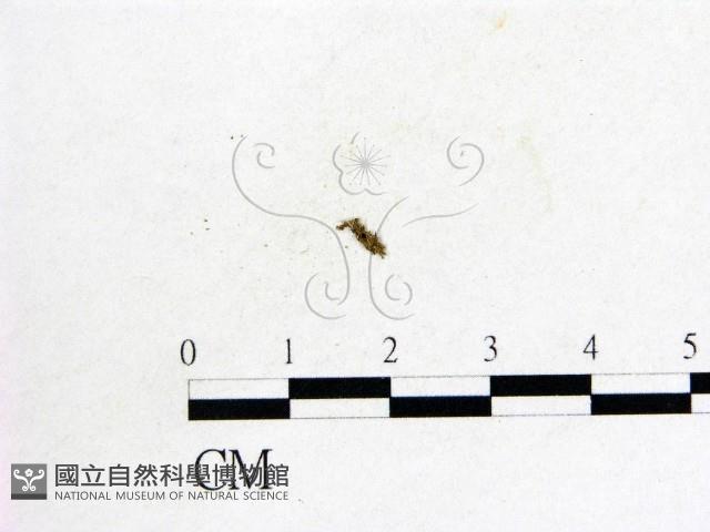 登錄號:F0008939藏品圖，第1張