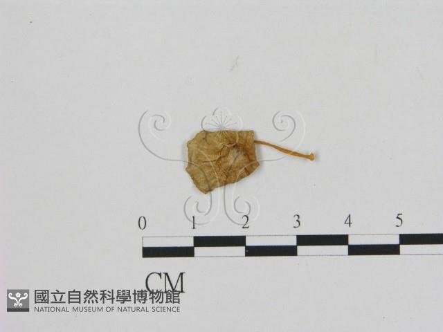 登錄號:F0010939藏品圖，第1張