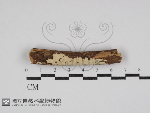 齒耳菌屬藏品圖，第1張
