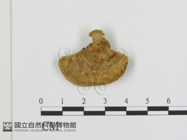 登錄號:F0006939藏品圖，第1張