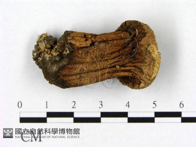 登錄號:F0021939藏品圖，第1張