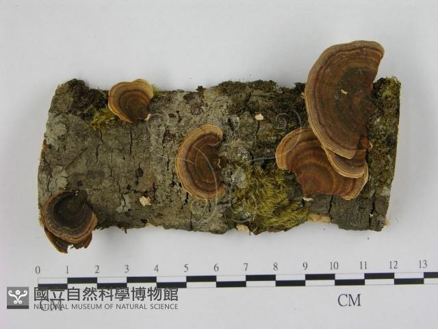 相鄰小孔菌藏品圖，第1張