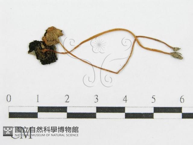 Accession Number:F0004939 Collection Image, Figure 1, Total 3 Figures