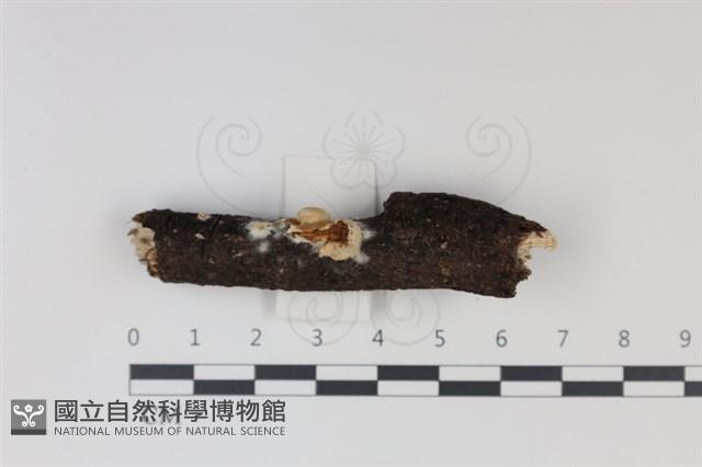 登錄號:F0034939藏品圖，第1張