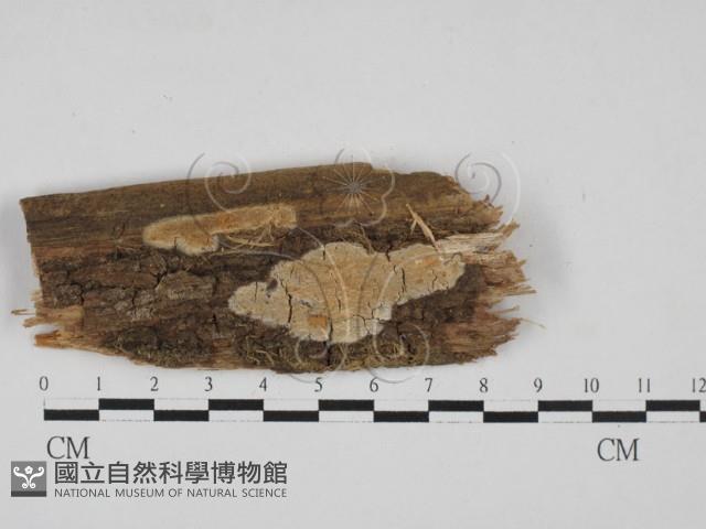 登錄號:F0002939藏品圖，第1張