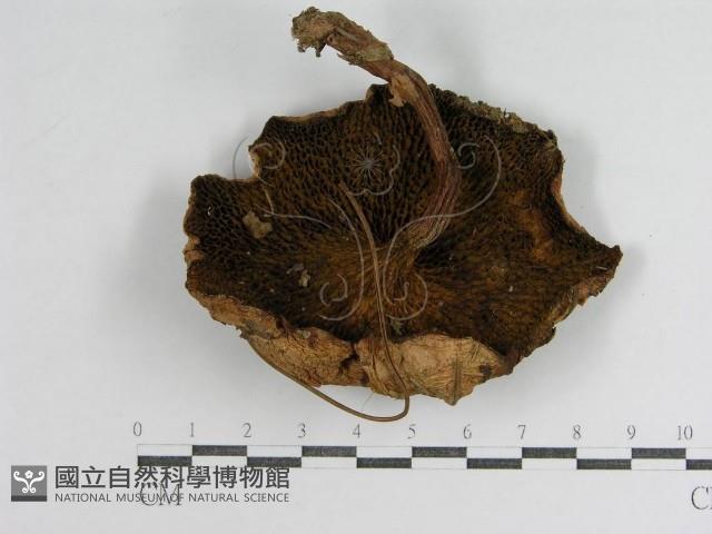 登錄號:F0012939藏品圖，第1張